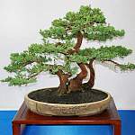 Wacholder (Juniperus) als Bonsai gestalten