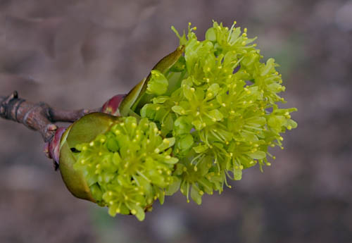 Acer platanoides, Spitzahorn, Blüte