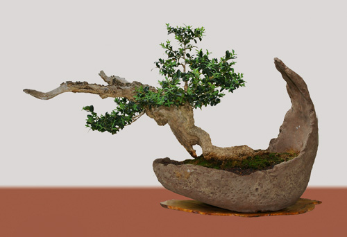 Buxus sempervirens, Buchsbaum, Bonsai
