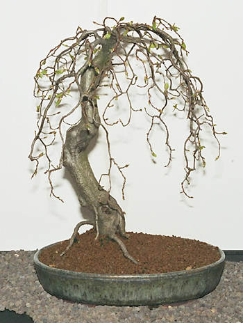 Carpinus betulus als Bonsai