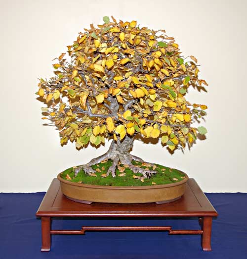 www.bonsai-info.net/baumschule/bilder/corylus-avellana-01.jpg