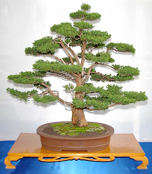 Cryptomeria japonica, Bonsai