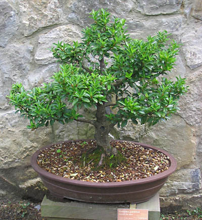 Bonsai Euonymus japonica