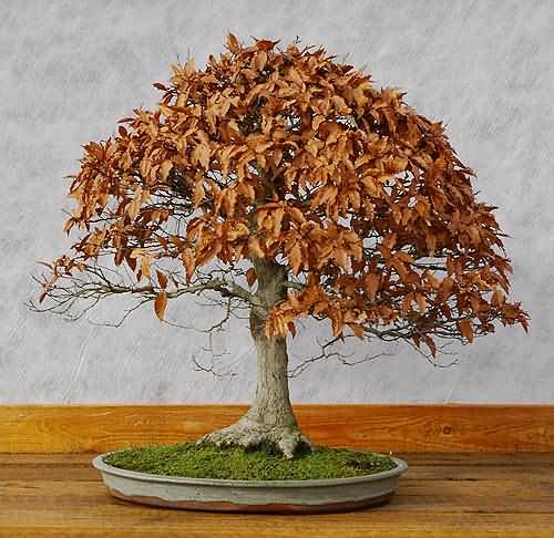 Bonsai, Fagus sylvatica, Rotbuche mit Winterlaub