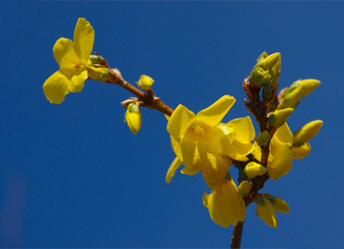 Forsythia, Forsythie, Blüte