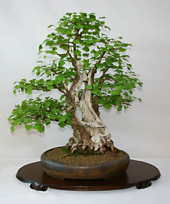 Ginkgo biloba, Bonsai