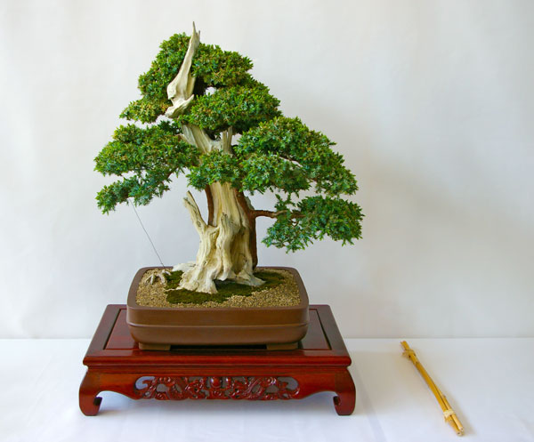 Juniperus squamata, Beschuppter Wacholder, Bonsai