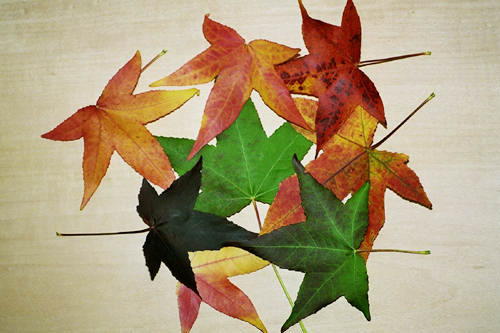 Herbstfaerbung: Liquidambar styraciflua, Amberbaum