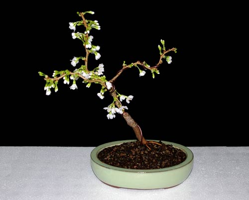 Prunus incisa 'Kojo-No-Mai'