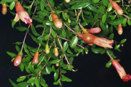 Punica granatum, Granatapfel, Blütenknospen