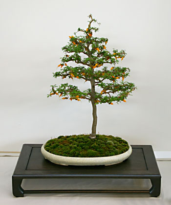 Sophora prostrata, Bonsai