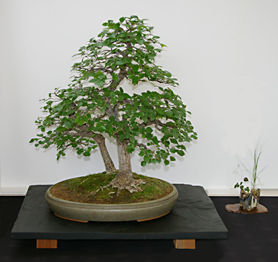 Ulmus minor, Bonsai mit Doppelstamm