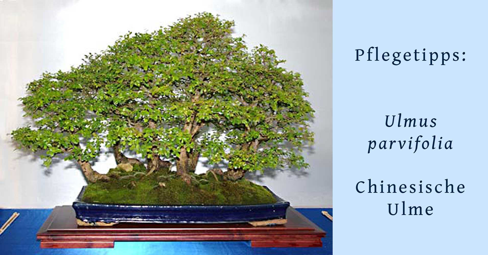 Ulmus parvifolia, chinesische Ulme, als Bonsai gestalten und pflegen Ulmus parvifolia, chinesische Ulme, als Bonsai gestalten und pflegen