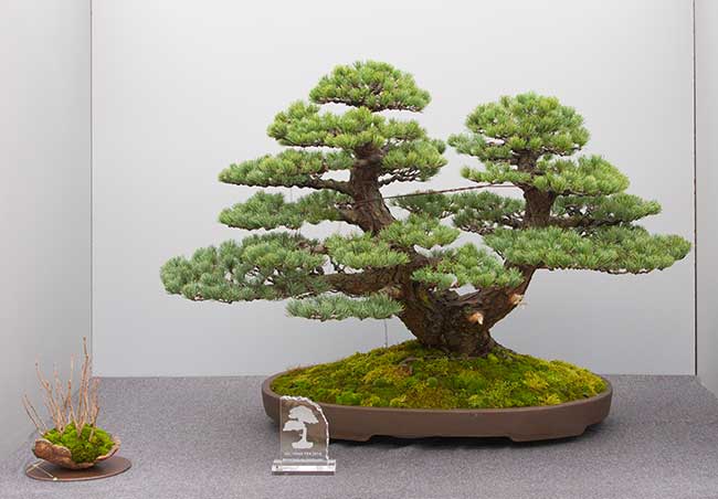 Hai Yama Ten 2016: Pinus pentaphylla, Mädchen-Kiefer
