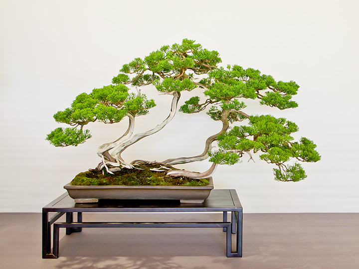 Bonsai, Juniperus chinensis 'Itoigawa', Chinesischer Wacholder