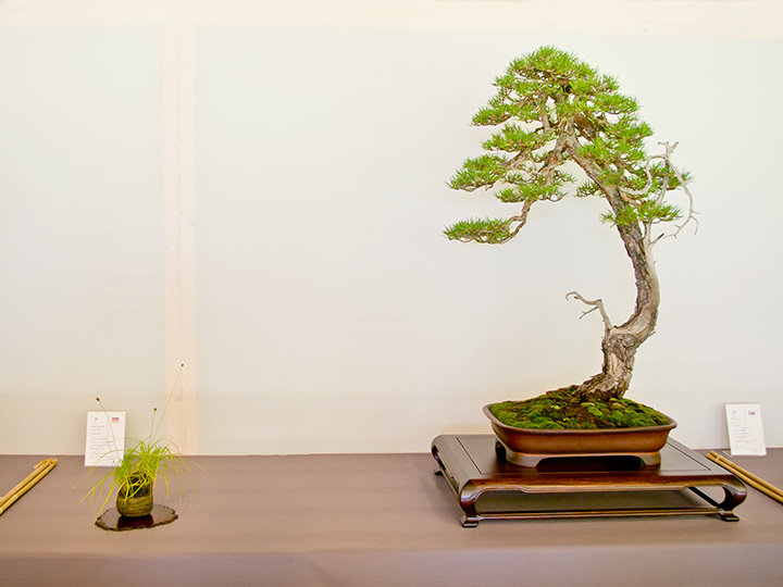 Bonsai, Pinus sylvestris, Waldkiefer