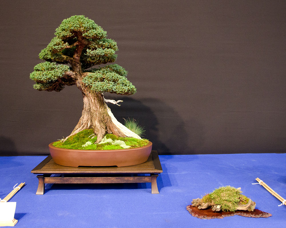 Chamaecyparis pisifera, Scheinzypresse, Bonsai in frei aufrechter Form