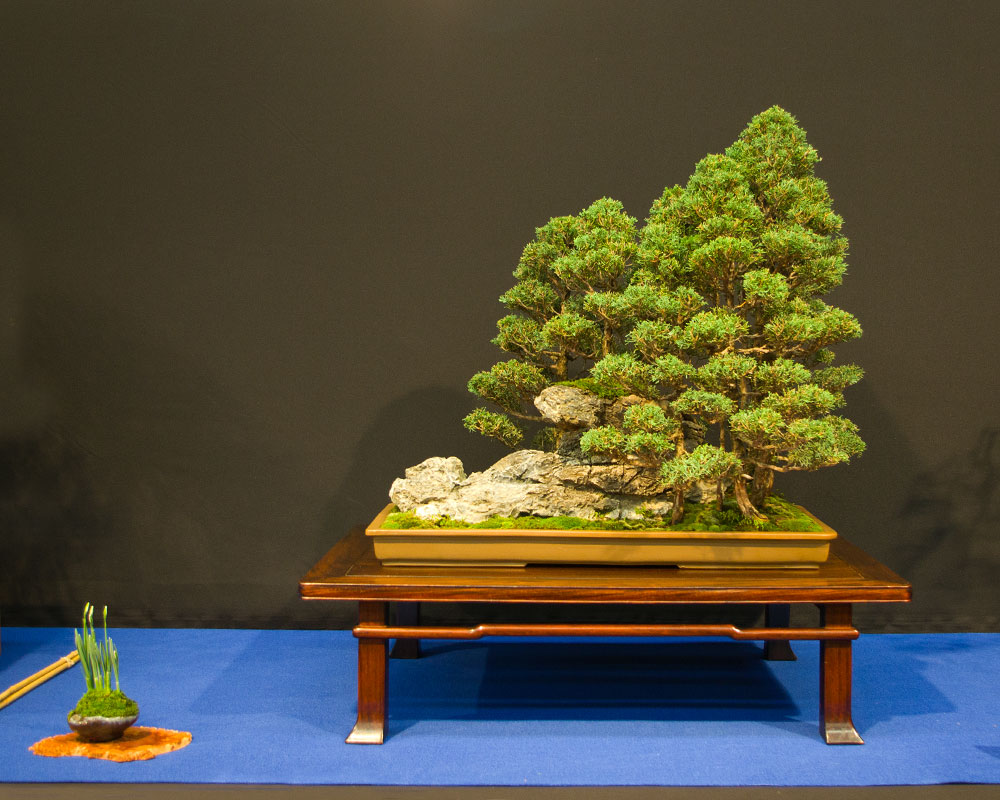Juniperus chinensis, Chinesischer Wacholder, Bonsai in Waldform