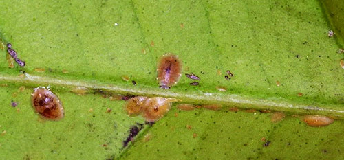Schildläuse (Coccoidea) auf Kirschlorbeer (Prunus laurocerasus)
