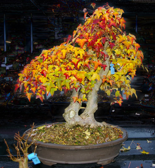 Acer buergerianum, Dreispitz-Ahorn, Bonsai in Herbstfärbung