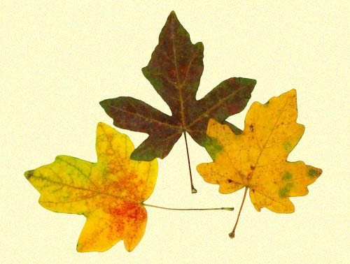 Acer campestre, Feldahorn, Blätter