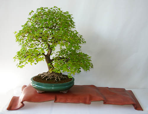 Acer monspessulanum, Felsen-Ahorn, Bonsai in frei aufrechter Form