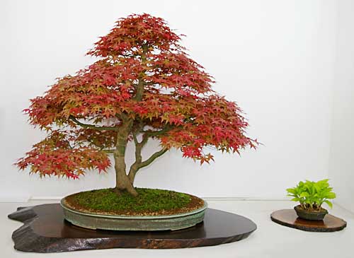 Acer palmatum, Fächerahorn, Bonsai