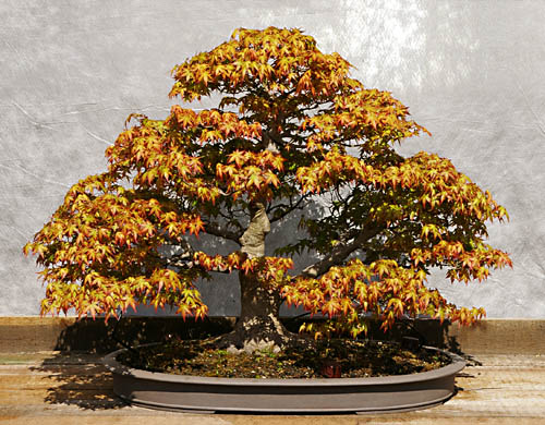 Acer palmatum, Fächerahorn, Bonsai