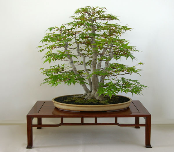 Acer palmatum 'Kabudachi', Bonsai mit Mehrfachstamm
