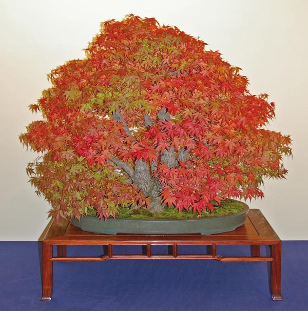rotlaubiger Acer palmatum, Fächer-Ahorn