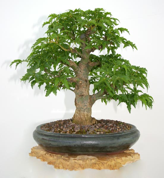 Acer palmatum Shishigashira, Löwenkopf-Ahorn, Bonsai im Sommer