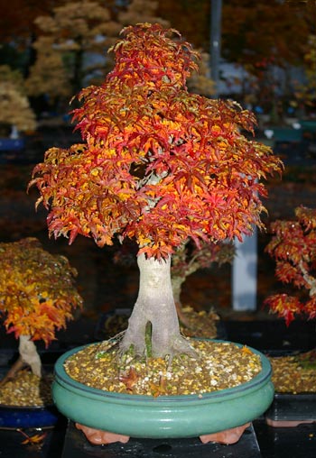 Acer palmatum Shishigashira, Löwenkopf-Ahorn, Bonsai im Herbst