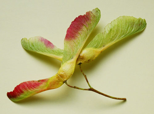 Acer platanoides, Spitzahorn, Frucht