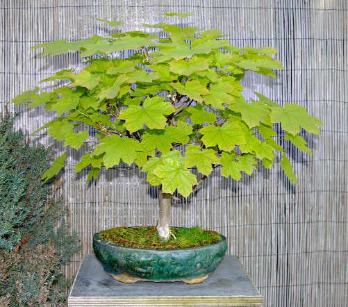 Acer platanoides, Spitzahorn, Bonsai