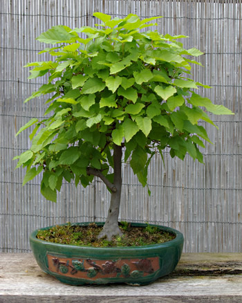 Acer tataricum, Tatarischer Steppenahorn, Bonsai
