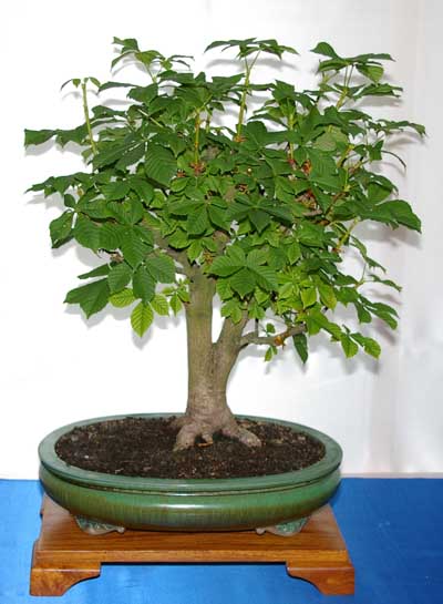 Aesculus hippocastanum, Rosskastanie, Bonsai