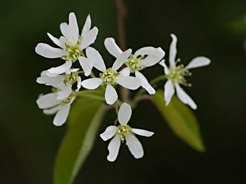 Amelanchier lamarckii, Kupfer-Felsenbirne, Blüte