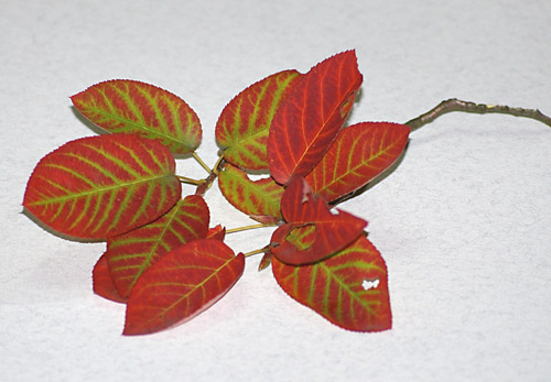 Amelanchier lamarckii, Kupfer-Felsenbirne, Herbstfärbung