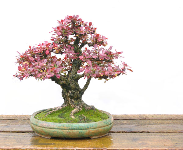 Berberis thunbergii, Thunberg-Berberitze, Bonsai mit rotem Herbstlaub