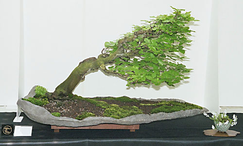 Carpinus betulus, Hainbuche, als Fukinagashi-Bonsai gestaltet