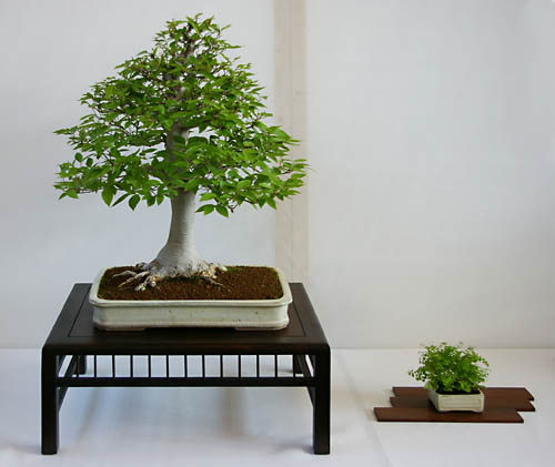 Carpinus japonica, Japanische Hainbuche, als Bonsai gestaltet