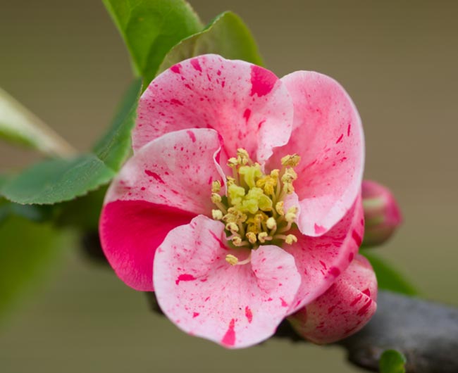 Chaenomeles speciosa 'Koshi-No-Kagayaki', Blüte