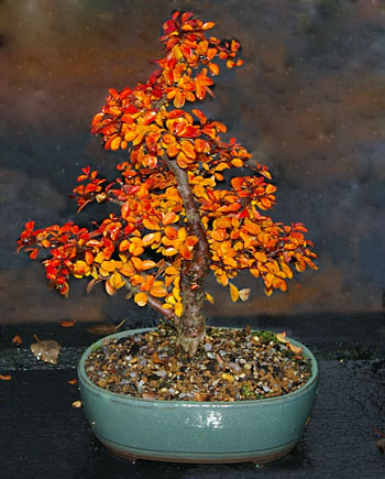 Cotoneaster praecox - Zwerg- oder Felsenmispel - Bonsai in Herbstfärbung