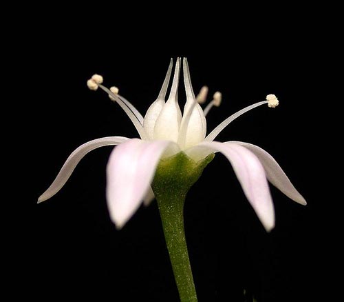 Crassula ovata, Geldbaum, Blüte