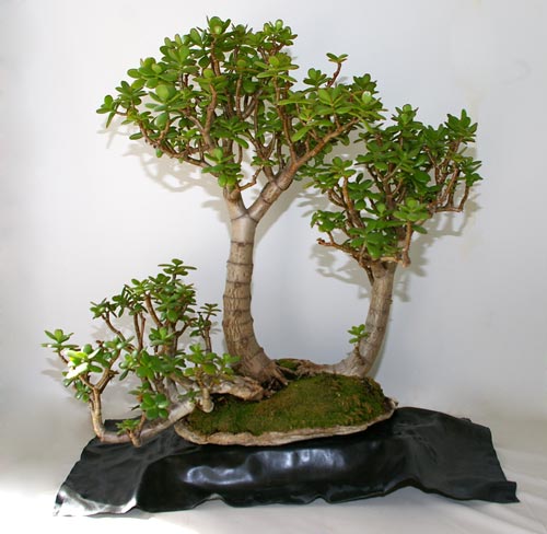 Crassula spec, Geldbaum, Bonsai