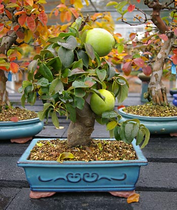 Cydonia oblonga, Bonsai