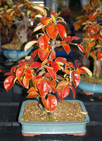 Cydonia oblonga, Quitten-Bonsai in Herbstfärbung