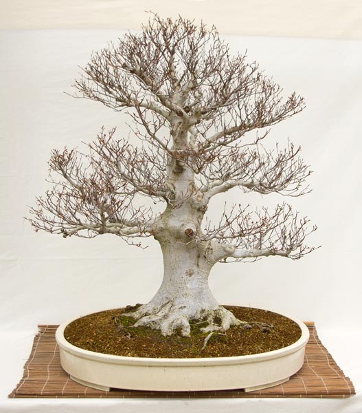 Fagus crenata Bonsai