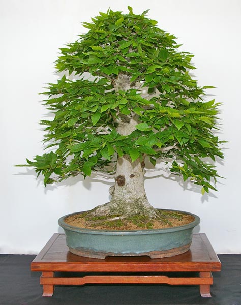 Bonsai, Fagus crenata, Kerb-Buche