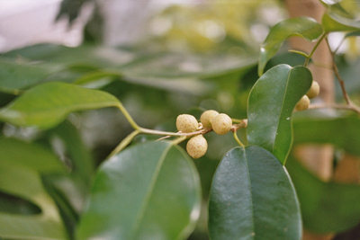 Ficus benjamina, Frucht